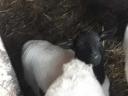 Election of small rams to graze elsewhere