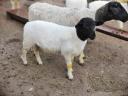 Election of small rams to graze elsewhere