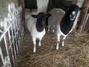 Election of small rams to graze elsewhere