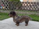 Spiny-haired dachshund