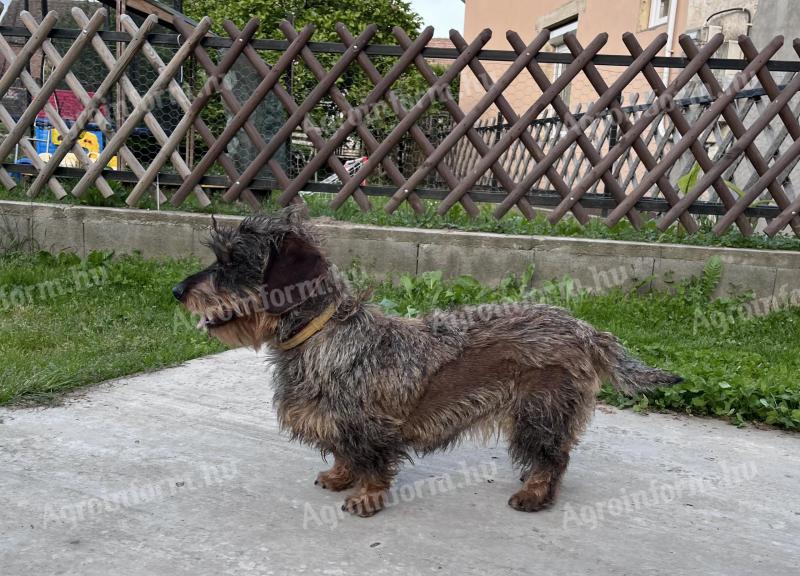 Spiny-haired dachshund