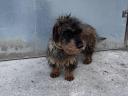 Spiny-haired dachshund
