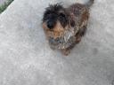 Spiny-haired dachshund