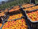 Apricots available