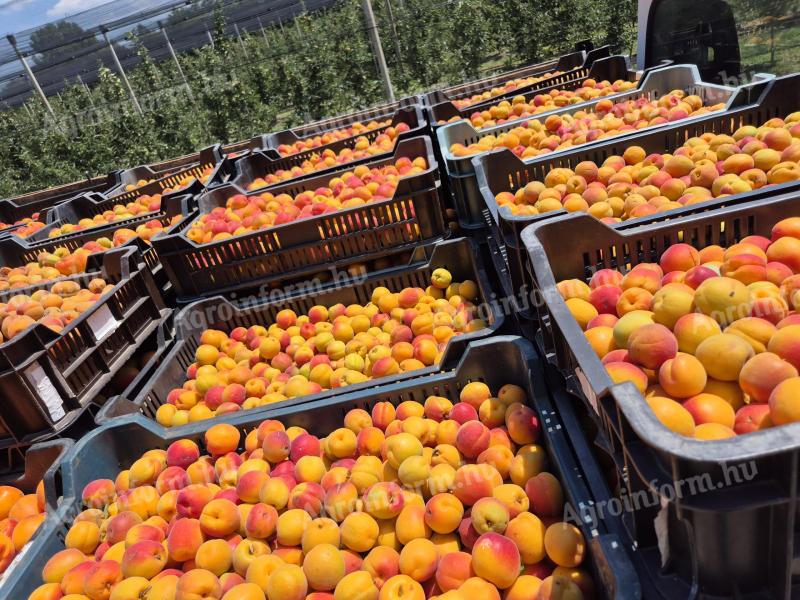Apricots available