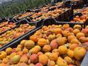 Apricots available