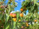 Apricot