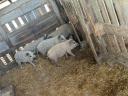 Mangalica malacok