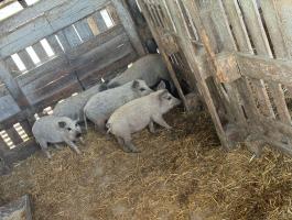 Mangalica malacok