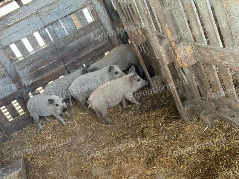 Mangalica malacok