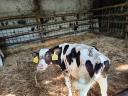 Eladó 13 db Holstein-fríz bikaborjú