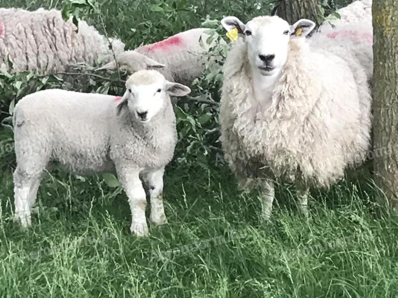 Lambs, rams, rams from pedigree Romney flock for sale, rams in action