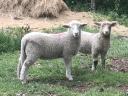 Lambs, rams, rams from pedigree Romney flock for sale, rams in action