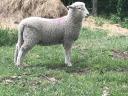 Lambs, rams, rams from pedigree Romney flock for sale, rams in action