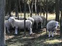 Lambs, rams, rams from pedigree Romney flock for sale, rams in action