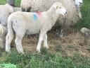 Lambs, rams, rams from pedigree Romney flock for sale, rams in action