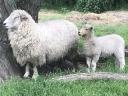 Lambs, rams, rams from pedigree Romney flock for sale, rams in action