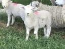 Lambs, rams, rams from pedigree Romney flock for sale, rams in action