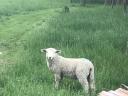 Lambs, rams, rams from pedigree Romney flock for sale, rams in action
