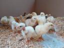 1 week old chicks chicks