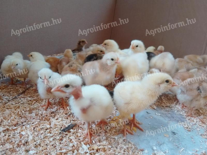 1 week old chicks chicks