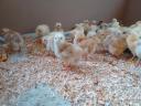 1 week old chicks chicks