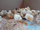 1 week old chicks chicks