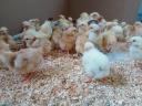 1 week old chicks chicks