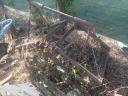 Borona for sale Folding