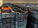 M-10 plastic crate for sale, washed, strapped on pallet, stored in cold storage