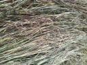 Bale of hay
