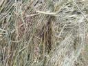 Bale of hay