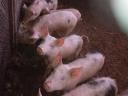 Piglets are allowed