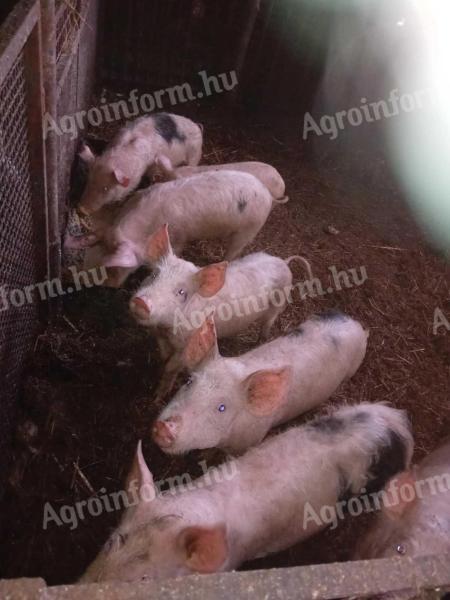 Piglets are allowed