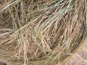 Rusty hay