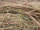 Rusty hay