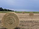 Rusty hay