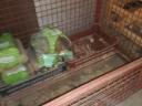 Lattice box