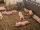 Hypor piglets and mangalicaxdurok mixed piglets for sale