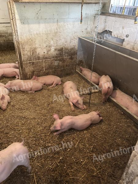 Hypor piglets and mangalicaxdurok mixed piglets for sale