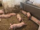 Hypor piglets and mangalicaxdurok mixed piglets for sale