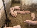 Hypor piglets and mangalicaxdurok mixed piglets for sale