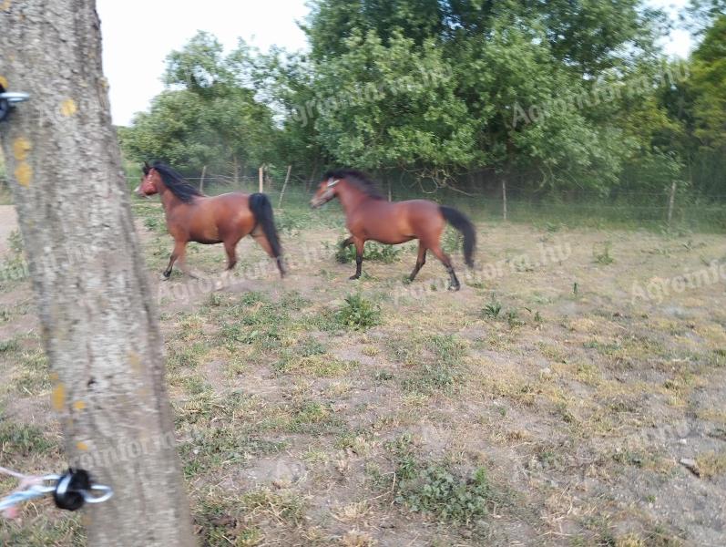 Jazdecké poníky z Welsu
