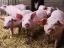 Pigs 140-170kg