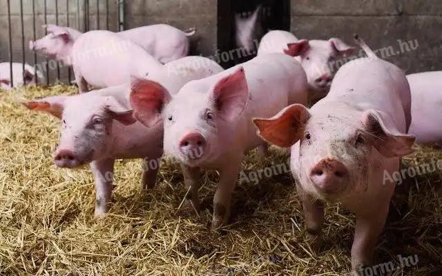 Pigs 140-170kg
