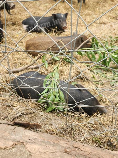 Hängebauchschwein