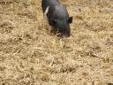 Hängebauchschwein