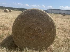Lucernabála