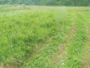 Lucerna small cube bale