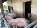 160 piglets and sows for sale